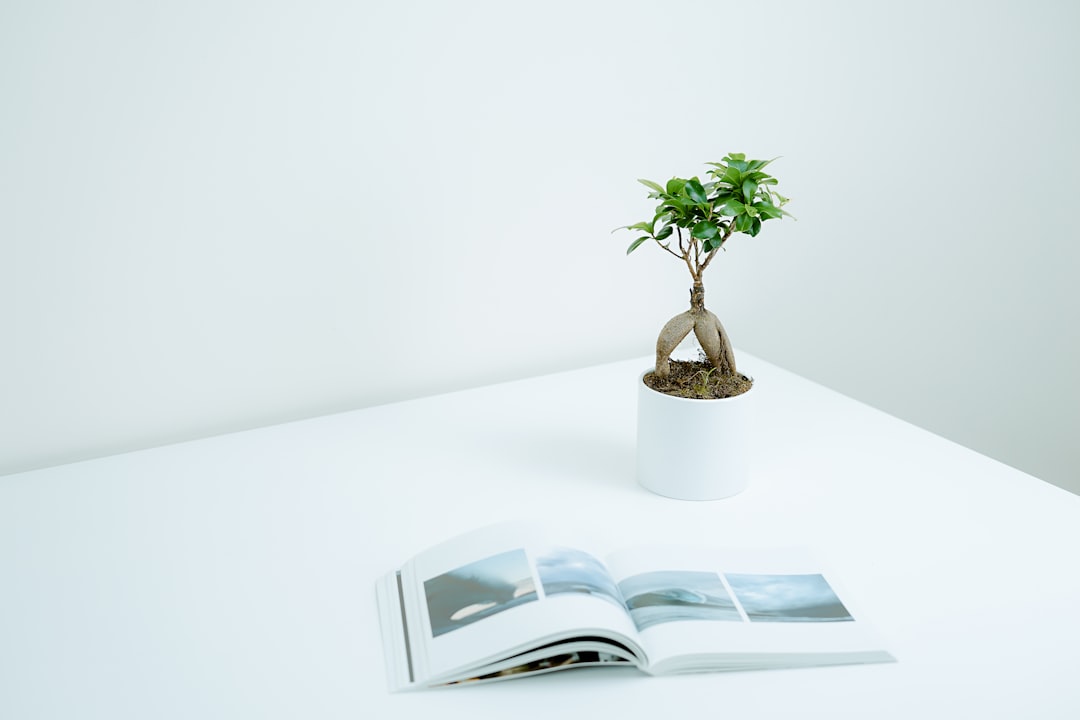 Bonsai Tree